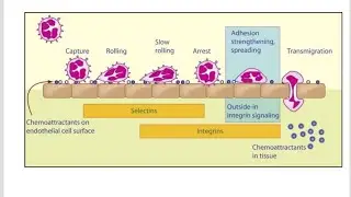Endothelial - Leukocyte Adhesion Molecules ; E selectins, P Selectins, L selectins