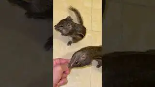 #Eating corn #cute #squirrel #animal #pets