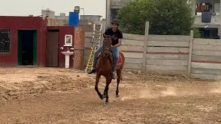 First time a student making horse a canter.?🐎#horse #horseriding 🕊✨🖤