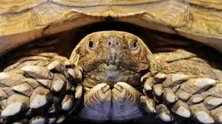 What's a Spur-Thighed Tortoise? | Pet Turtles