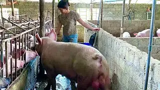 weaning for piglets.transfer sow to breeding cages ,let the broar get close to the sow to quickly