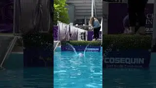 Westminster's dog 'dock dive' competition