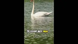 Most Beautiful Birds In Denmark