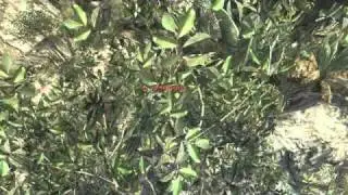 Tryhard Mark - Headshot cross-map tomahawk on Jungle