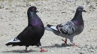 صوت الحمام الذي يجعل الذكر لا يترك الأنثى