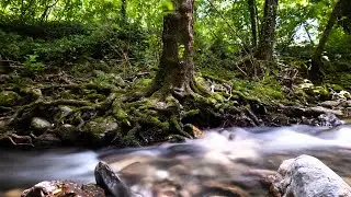 Rilassamento sul torrente con il suono dell'acqua