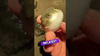 Guy Holds a Pufferfish to Hear the Cute Sound! 😻