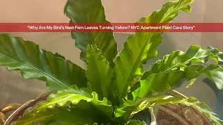 Why Are My Bird&rsquo;s Nest Fern Leaves Turning Yellow? | NYC Apartment Plant Care