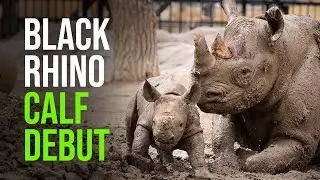 Rhino Calf Debuts at Lee Richardson Zoo