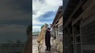 The Cute Animal In Zoo Part  8