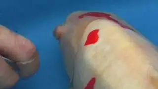 Japanse Koi met een Oogprobleem (7) (dierenklinieklandhorst.nl)