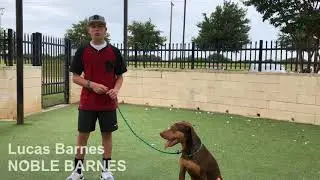 Meet Mowgli at Rockwall Adoptions