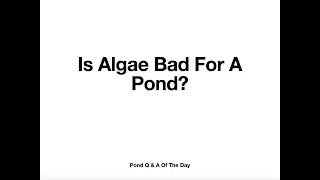 Is Algae Bad For A Pond?