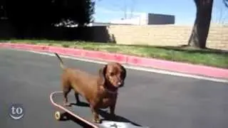 Skateboarding Animals