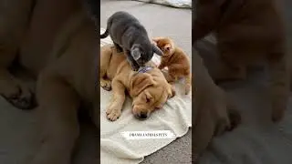 DRAMA PETS ANIMALS #subscribemychannel #cartoon #cat