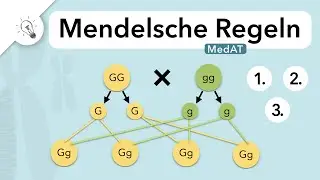 Mendelsche Regeln | Genetik | MedAT | Biologie