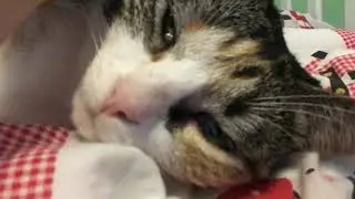 My Cat Matilda