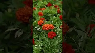 Marigolds are FANTASTIC Fall Annuals - Not Just for Spring & Summer!
