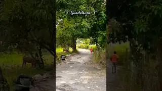 Driving in Guadeloupe #travel #caribbean #guadeloupe #explore #vacation #rentalcar