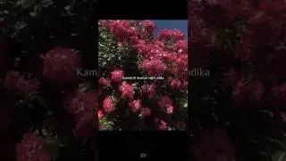 Aasa kooda &times; kamatchi | remix | trending | lyrics | Tamil songs | edit | #trendingsong #tamil #viral