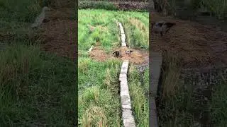 #iran #nature #trekking #gilan #travel #Gilan#duck