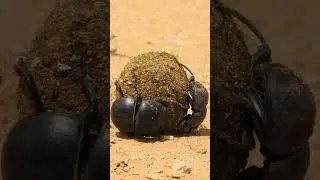 Dung beetles rolling ball  Wincent   wVh79 #nature #wildlife #insect