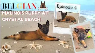 Episode 4 - Belgian Malinois puppy needs a mini vacation at Crystal Beach for Father's Day