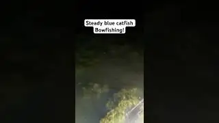 Bowfishing #bowandarrow #funny #bowfishing #potomacriver #catfishing #invasivefish #vaderbows #viral