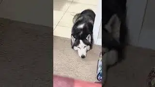 Husky being sneaky with the rules 😎