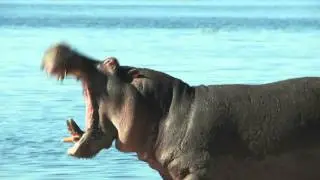 Hippo Roar
