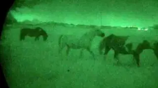 Gen 3 Night vision horses, stars and road