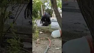 Bronze Turkey Mating Ritual Caught on Camera! 🦃#TurkeyMating #WildlifeShorts #NatureUncut