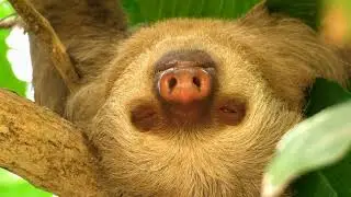 Amazing Animals: Sloths