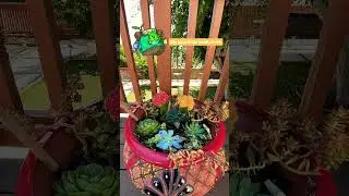 My first succulent garden 🪴  #succulent #zelda #korok #forest #korokforest #stillpost