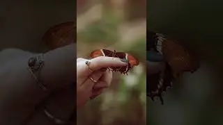 Taste with Feet?! 🦋