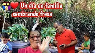 🍓🌱 Sembrando fresa en la finquita | Día en familia 💕