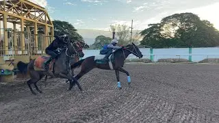 GATE HANDLERS SCHOOL YOUNG HORSE FOR TRAINERS LIKE S.TOD, J.DACOSTA ,B.ERNARD AND MANY MORE ON