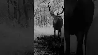 Stag looking for mate 🦌🦌❤️ #nature #wildlife #forest #redstags #ruttingseason