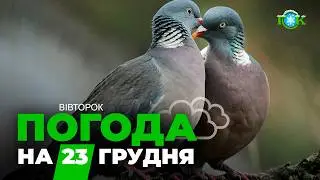 🥶 Схід ПІДМЕРЗНЕ, південь ТРИМАТИМЕ “плюс”: прогноз погоди по Україні на 23 грудня