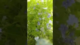 Eesti loodus. Lilled. Estonian nature. Flowers.