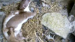 Hidden Cameras Reveal How Weasels Pair Up | Discover Wildlife | Robert E Fuller