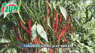 CABAI KERITING CKTAV 8 DARI BINTANG ASIA