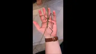 Мужчина несет на ладони танцующего жука-палочника