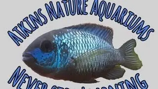 Advice or Opinion? with Ian of Atkins Nature Aquariums