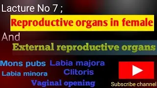 Female Reproductive Organs Explained | External Reproductive System & Parts (Easy Anatomy Guide)