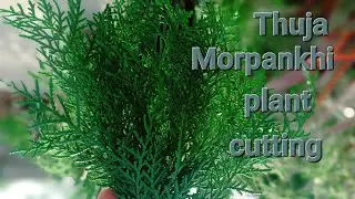 Morpankhi//Thuja//Vidya Plant cutting #shorts #youtubeshorts