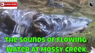 Mossy Creek Sounds of Water Gently Flowing Over Rocks in Nature Deep into the Wilderness Calming zz