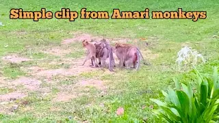 Stay all together and move behind your grandma Tima / troop monkeys Amari.