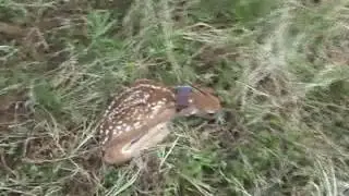 Recently Captured Fawns Michigan Predator/Prey Project