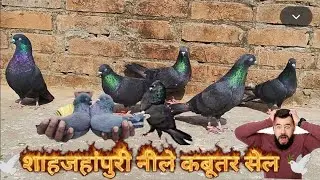 शाहजहांपुरी नीले (हरे)कबूतर सेल 🕊️। shahjahanpuri female 😍 #pigeon #video #viral 